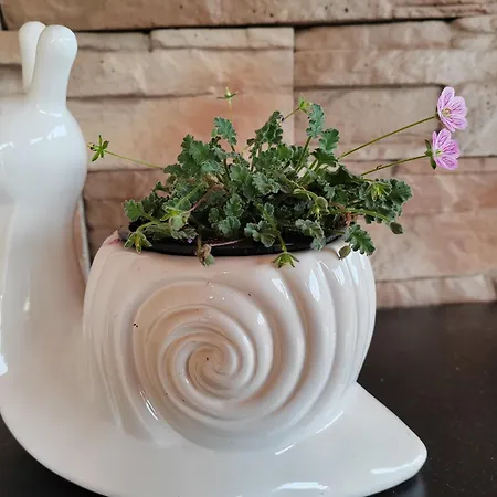 Gimes * Cserszegtomaj