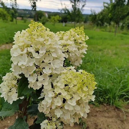 Gimes * Cserszegtomaj