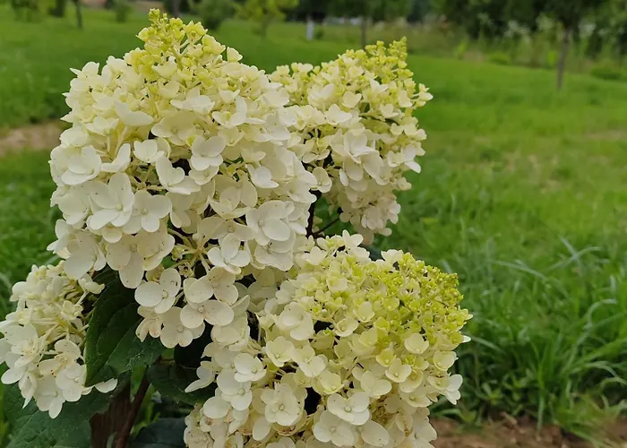 Gimes * Cserszegtomaj